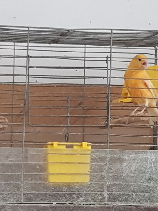 Клітки для канарейки.