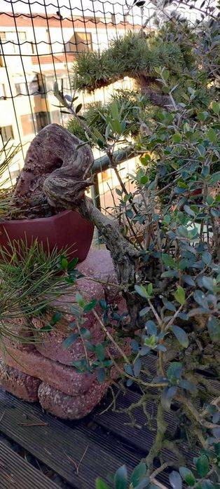 Bonsai Ullastre de Antonio Arana