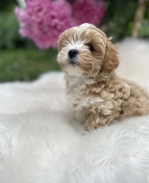 Мальтипушки на подарунок