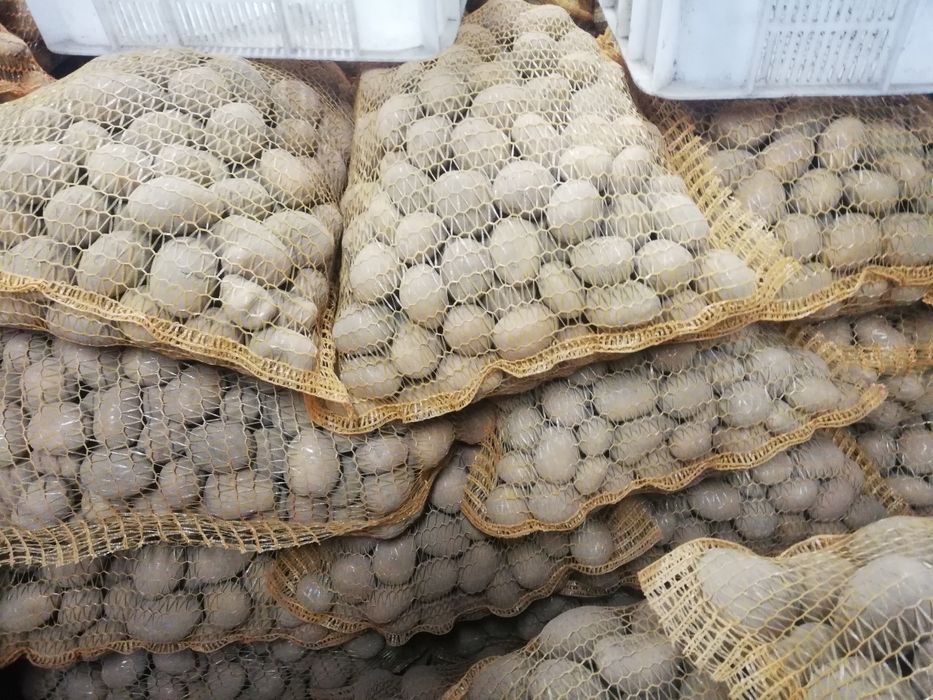 Ziemniaki Soraya wielkosc sadzeniak