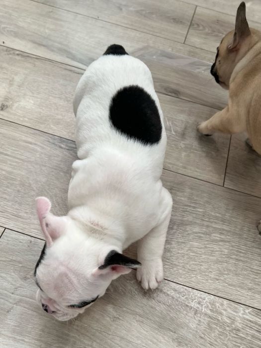 Дівчинка французького бульдога