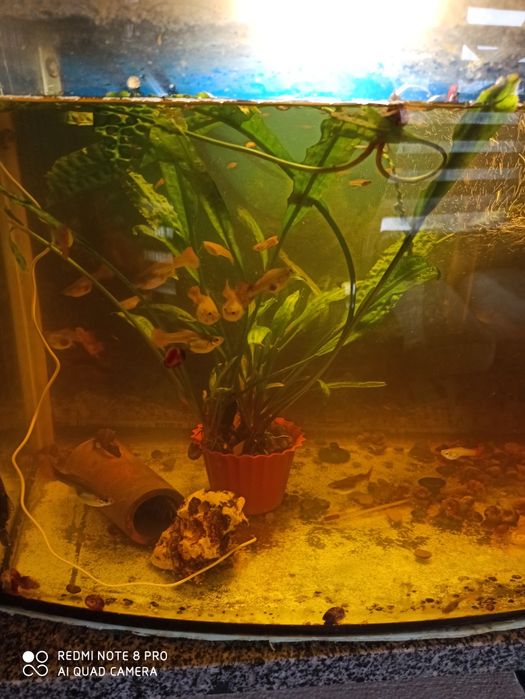 Акваріуми і рибки