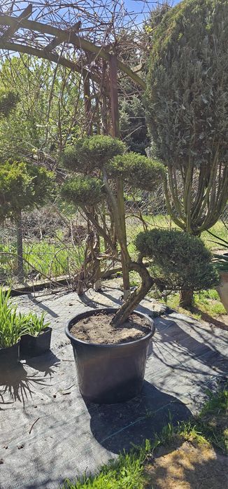 Bonsai  rośliny formowane