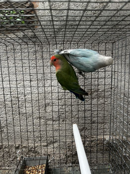Casal Agapornis 2025