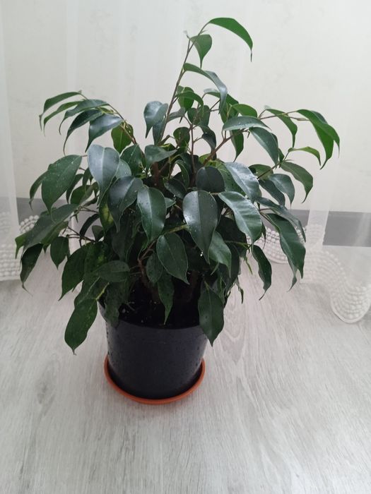 Продам Фікуси Бенджаміна Даніель