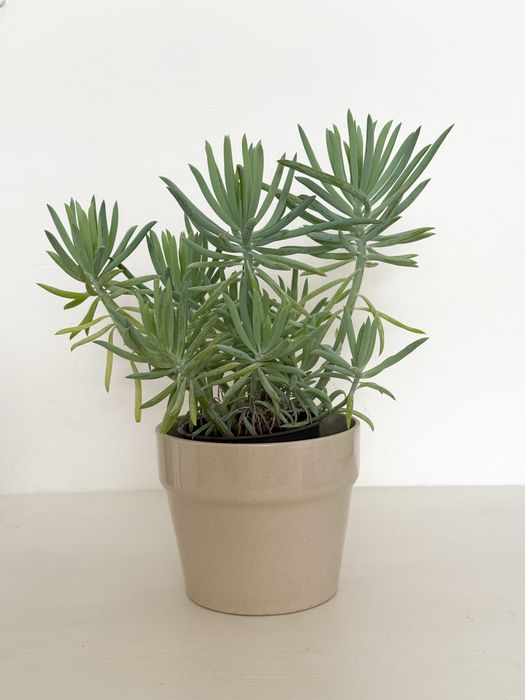 Ładny sukulent senecio