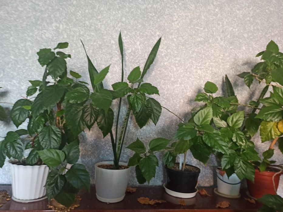 Квіти кімнатні різні