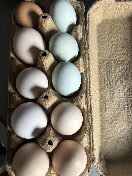 Jaja lęgowe kur mix