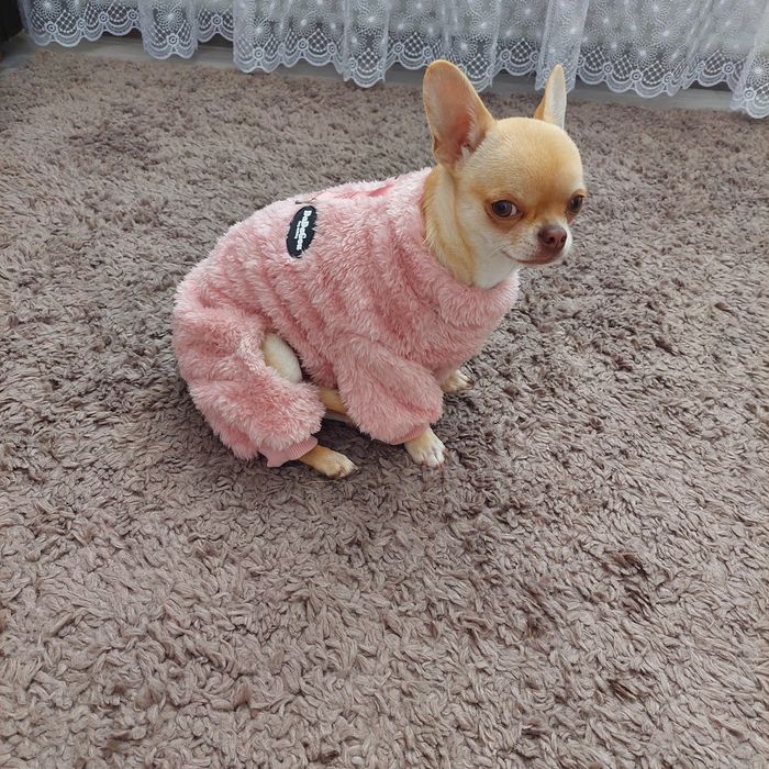 Комбез для маленької собачки