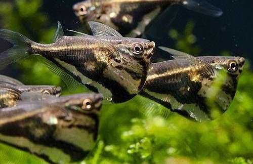 Pstrążenica marmurkowa - Carnegiella strigata - dowóz, wysyłka