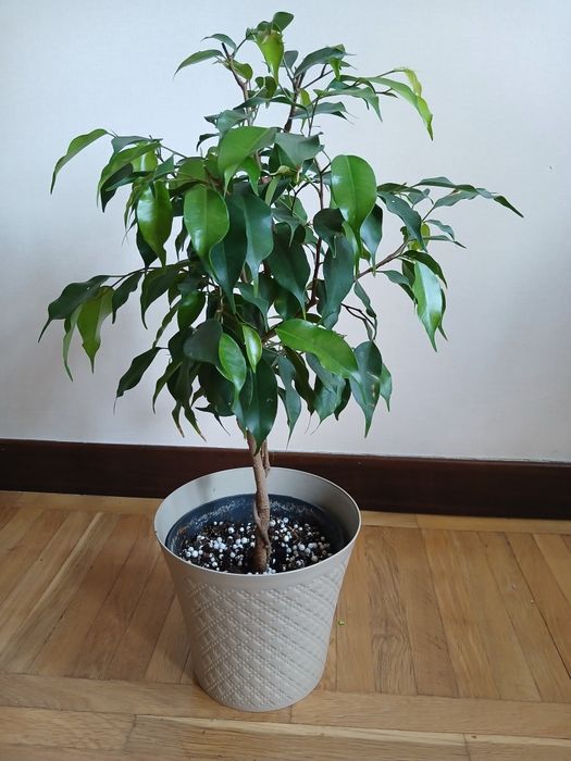 Продам фікус  бенджаміна