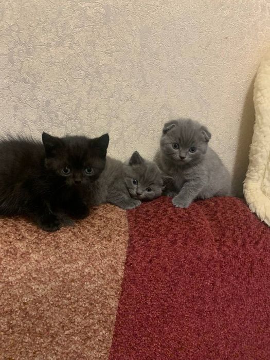 Весловухі котики