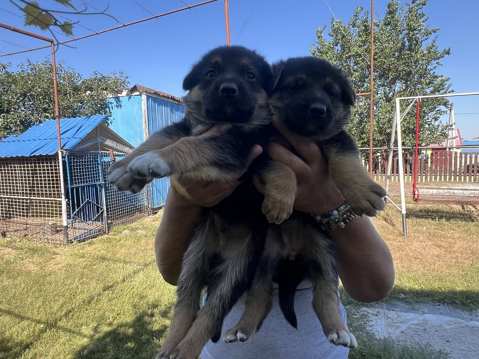 Продам цуценят німецькоі вівчарки