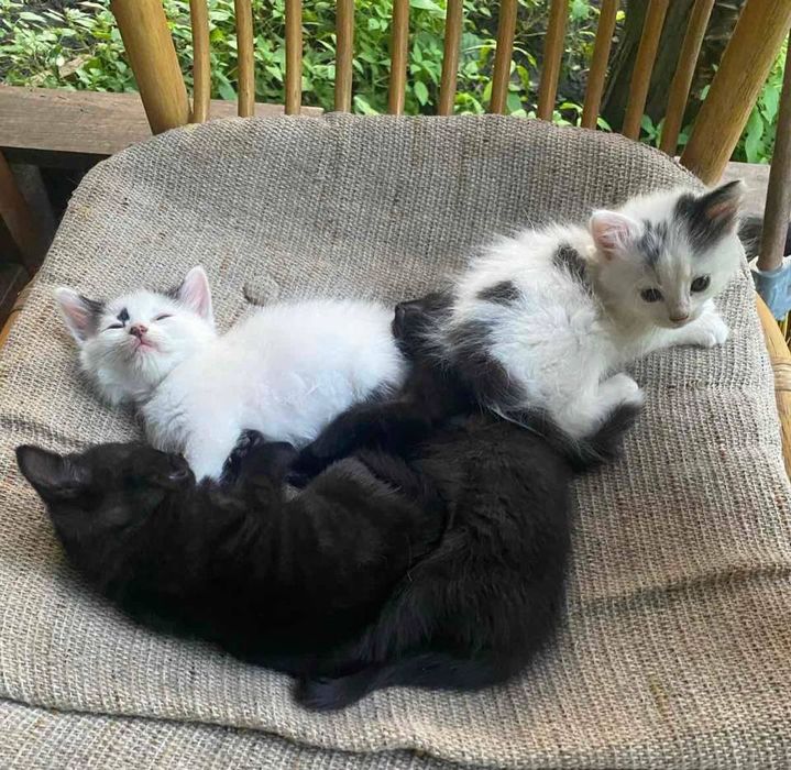 Отдам даром в добрые руки котят