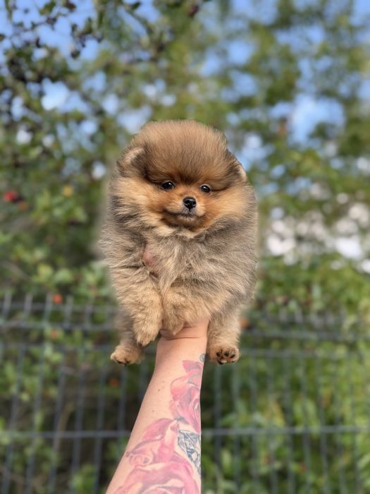 Pomeranian piękna suczka, piękny kolor