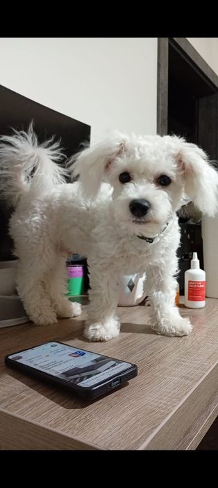 Bichon Frise piesek FCI małe cudo