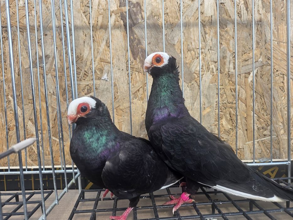 Para koroniarzy kończtych