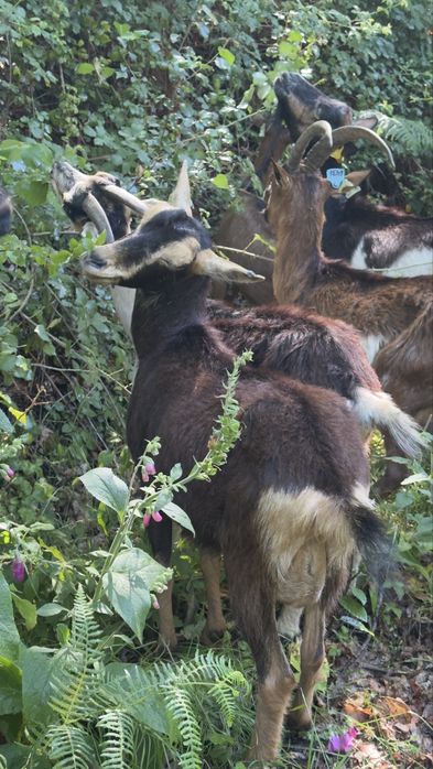 Vendo algumas cabras