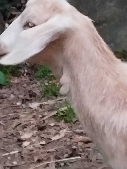 Vendo cabrito de boa qualidade