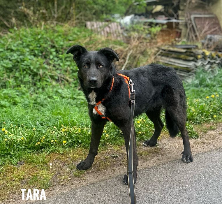 Owczarka Tara, 1,5 roczna szuka domu