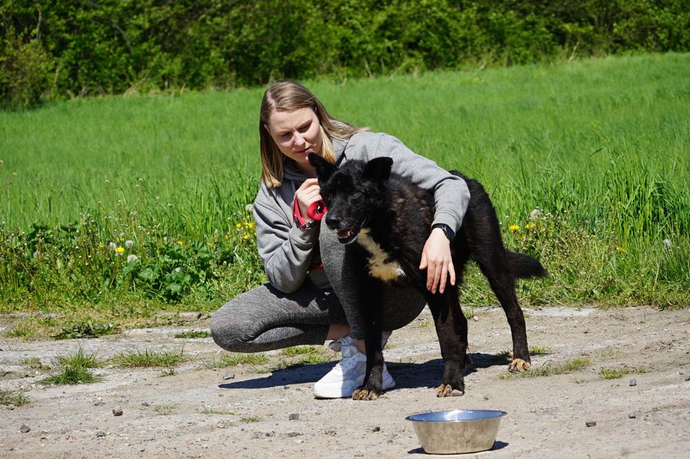 Ciacho - uroczy, duży psiak szuka domu