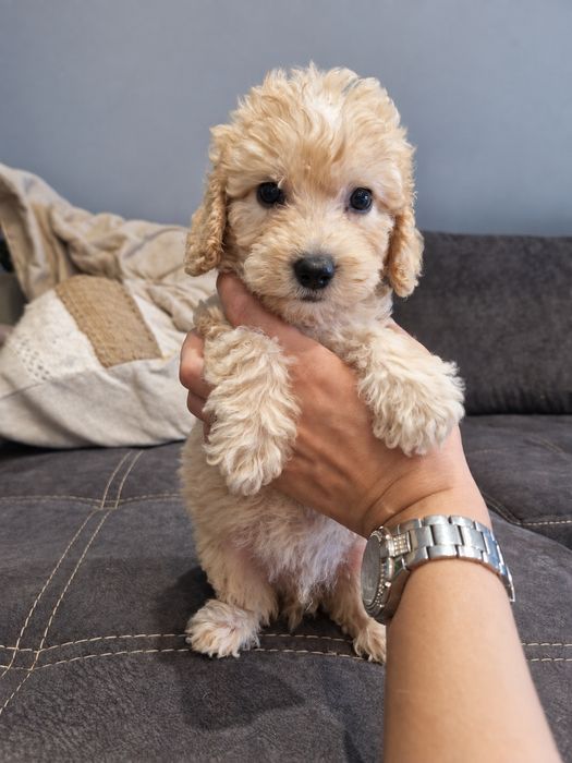 Piesek cockapoo F1B cockapoo/pudel toy