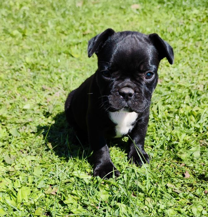 Sunia buldog francuski