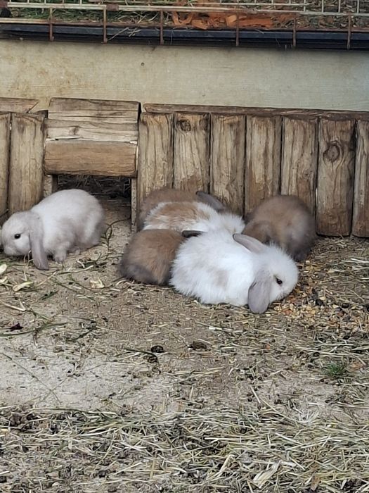 Coelhos Anões Raça Belier Puros