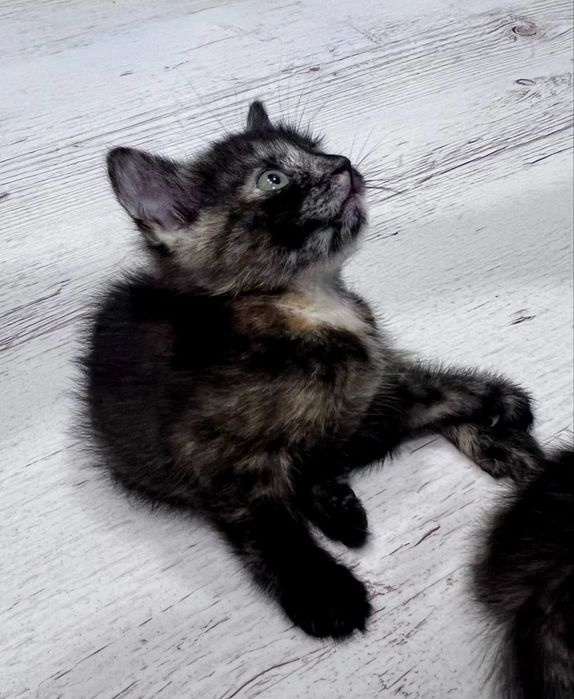 Кошенята безкоштовно