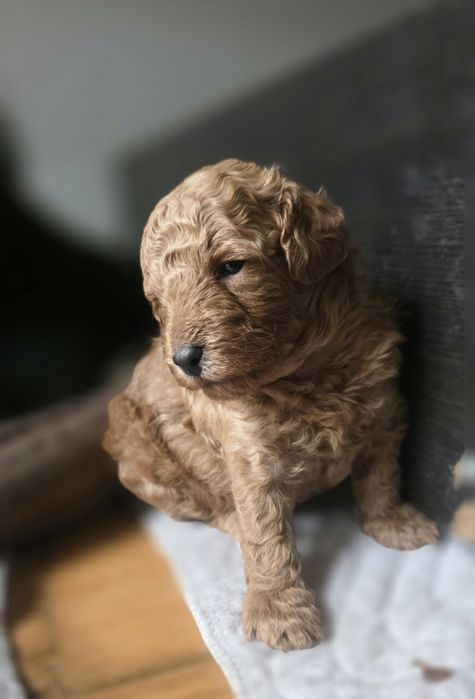 Pudel miniaturowy płowy piesek
