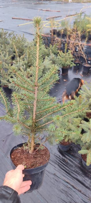 Ялиця, ялинка новорічна, туя, ялина, сосна, ель голубая  від 100гр,