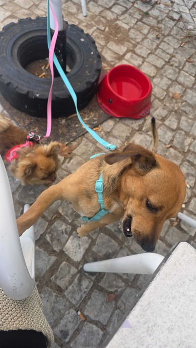 arraçado chihuahua e teckel