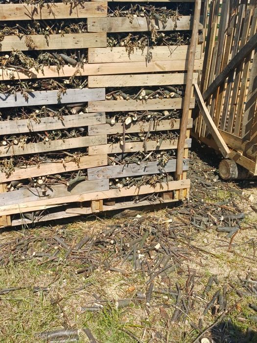 Drewno kantówki bukowe