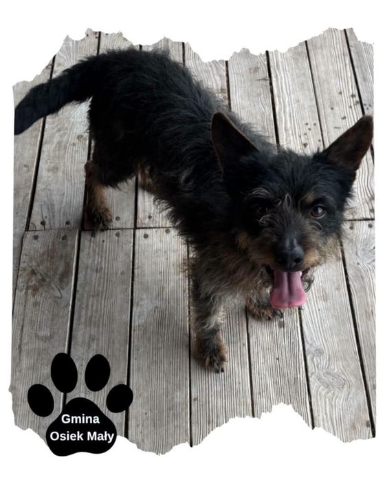 Malutki do Adopcji!!!