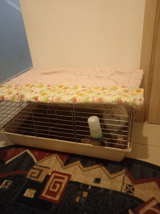 Witam sprzedam królika samca