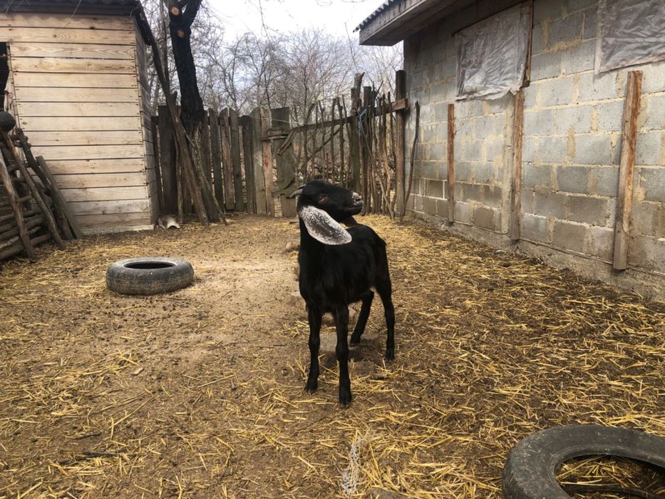 Продам кіз порода Каморі , альпійська, нубійська дійні та козенята