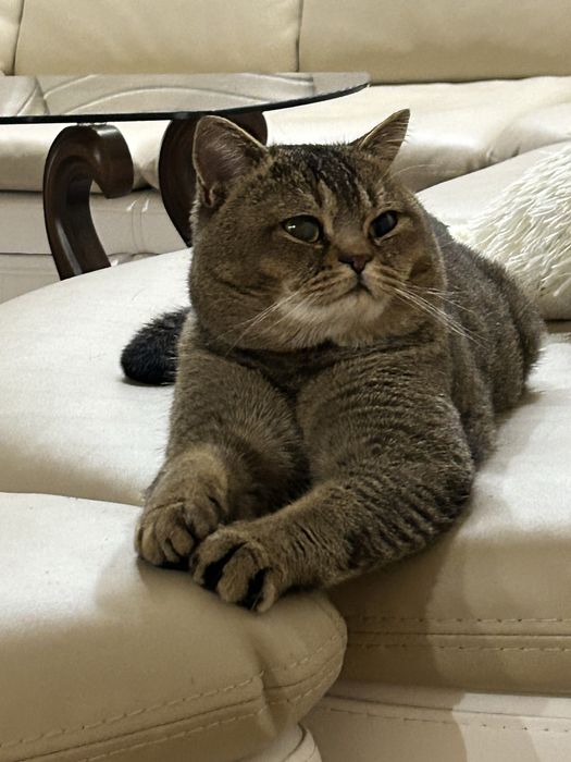 Шотландень Золота шиншилка