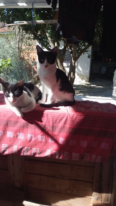 Animais para adoção