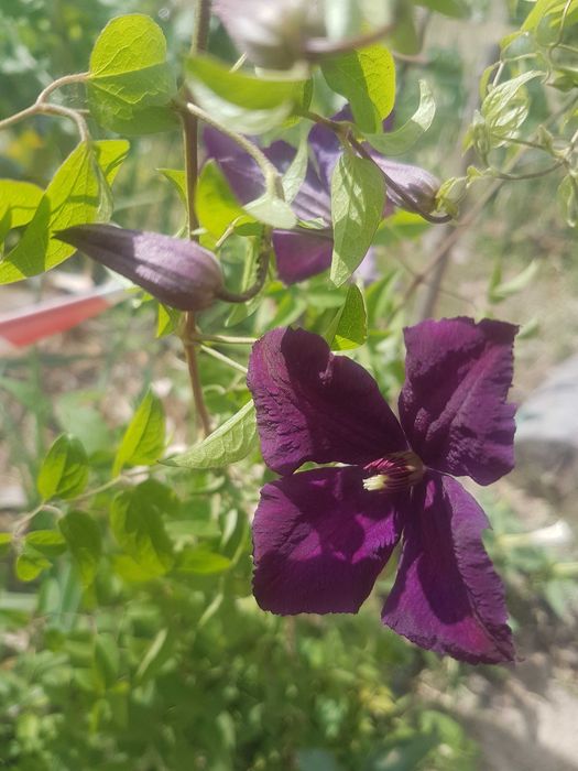 Trepadeira Clematis roxa