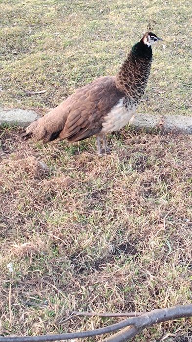 Paw, pawie samice 2025