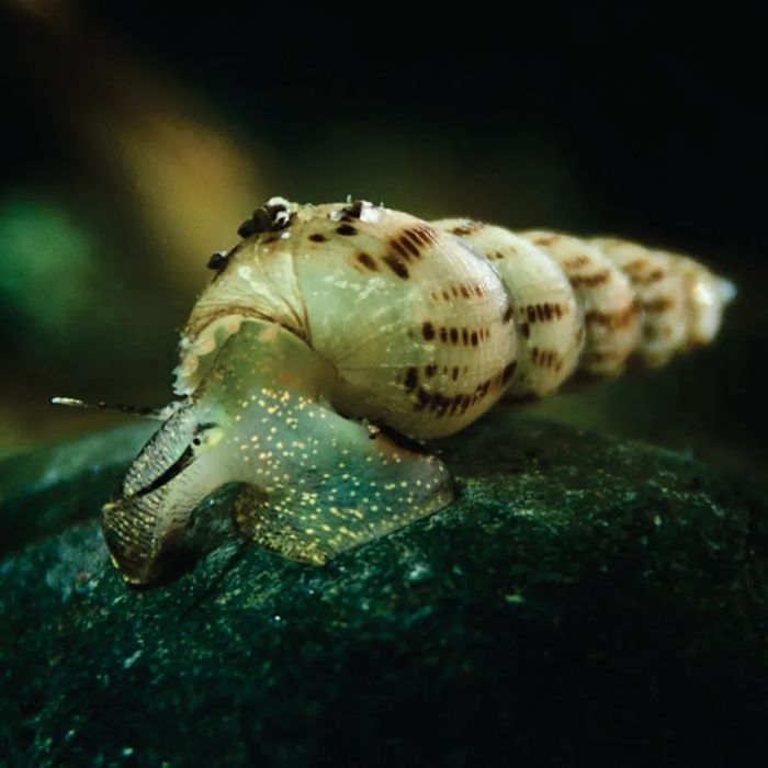 Caracol Trombeta para Aquário