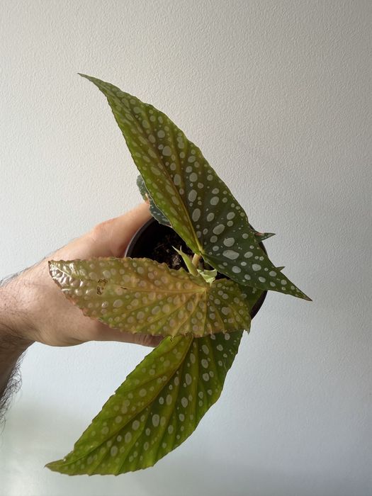 Begonia double dot