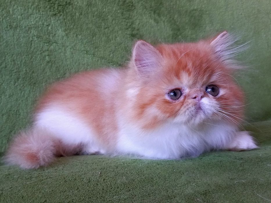 Красивая персидская