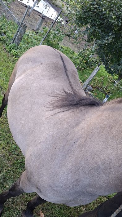 Sprzedam klacz konik polski