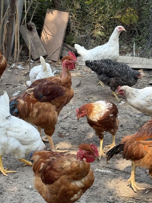 Продам молодих півнів