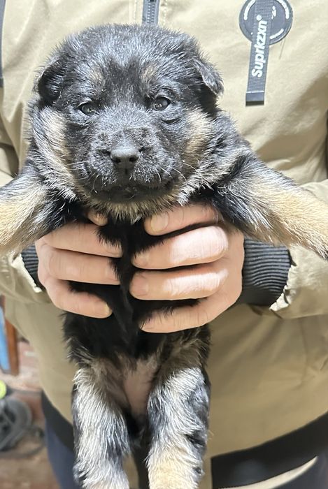 Собачки,  цуценята, щенята від вівчарки, безкоштовно