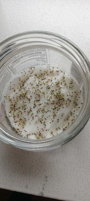 nasiona  tymianku zbiór 2025 r.