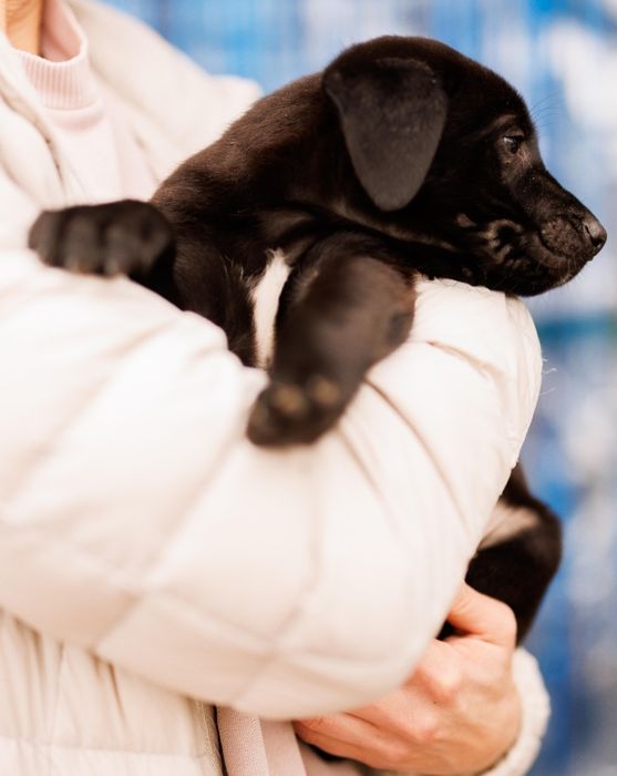 Цуценя-хлопчик, 2 міс шукає дім!