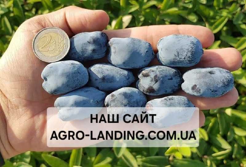 Саджанці лохини та жимолості з розплідника + Подарунок