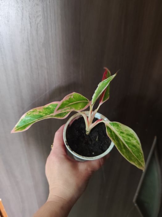 Аглаонема Маракот, Ліпстік пінк, Фрідман